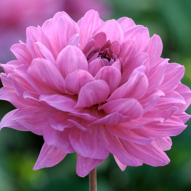 Dahlie 'Karma Lagoon'